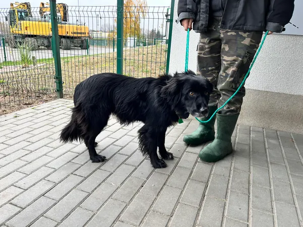 Znaleziono psa, Bydgoszcz, 19 listopada 2023