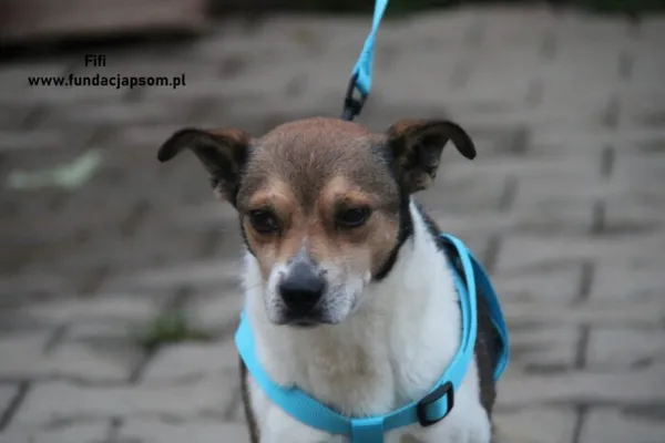 Pies do adopcji, Nowy Dwór Mazowiecki, 25 października 2023 (1/5)