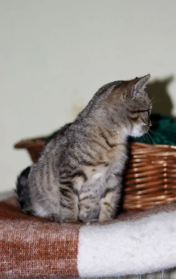 Kot do adopcji, Dłużyna Górna, 20 listopada 2023 (2/4)
