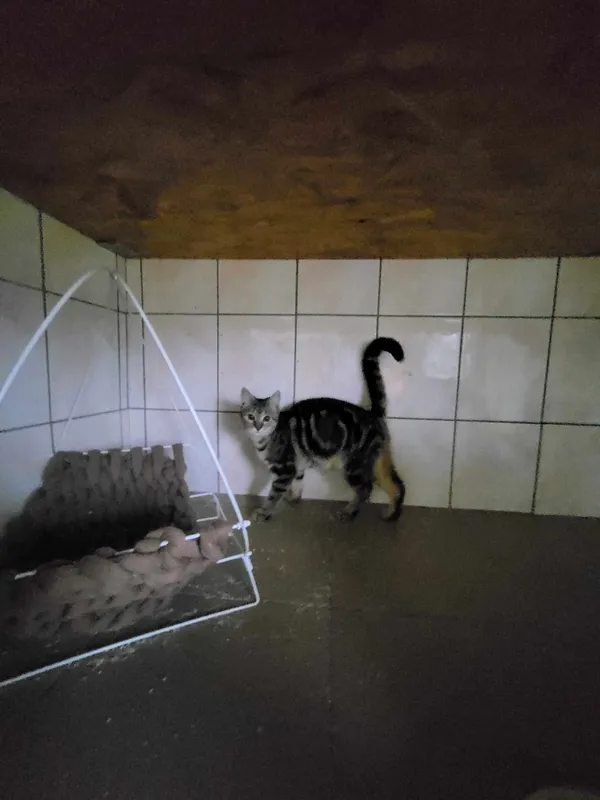 Kot do adopcji, Orzechowce, 24 maja 2023