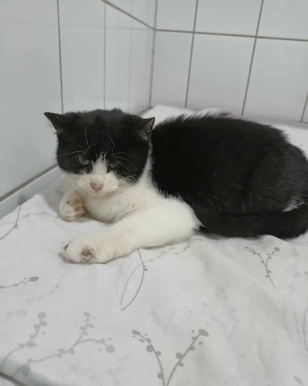 Kot do adopcji, Młodolino, 20 listopada 2023