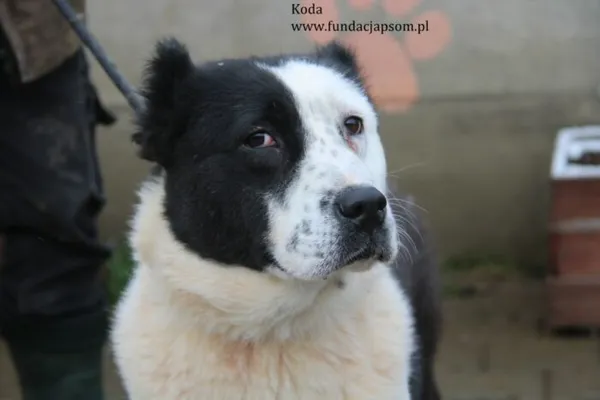 Pies do adopcji, Nowy Dwór Mazowiecki, 20 listopada 2023 (1/5)
