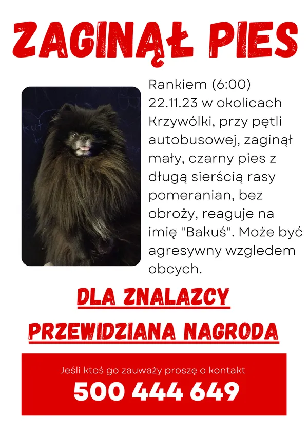 Zaginął pies, Suwałki, 23 listopada 2023 (5/5)