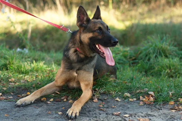 Pies do adopcji, Nowodwór, 23 listopada 2023 (1/5)