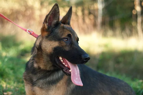 Pies do adopcji, Nowodwór, 23 listopada 2023 (5/5)