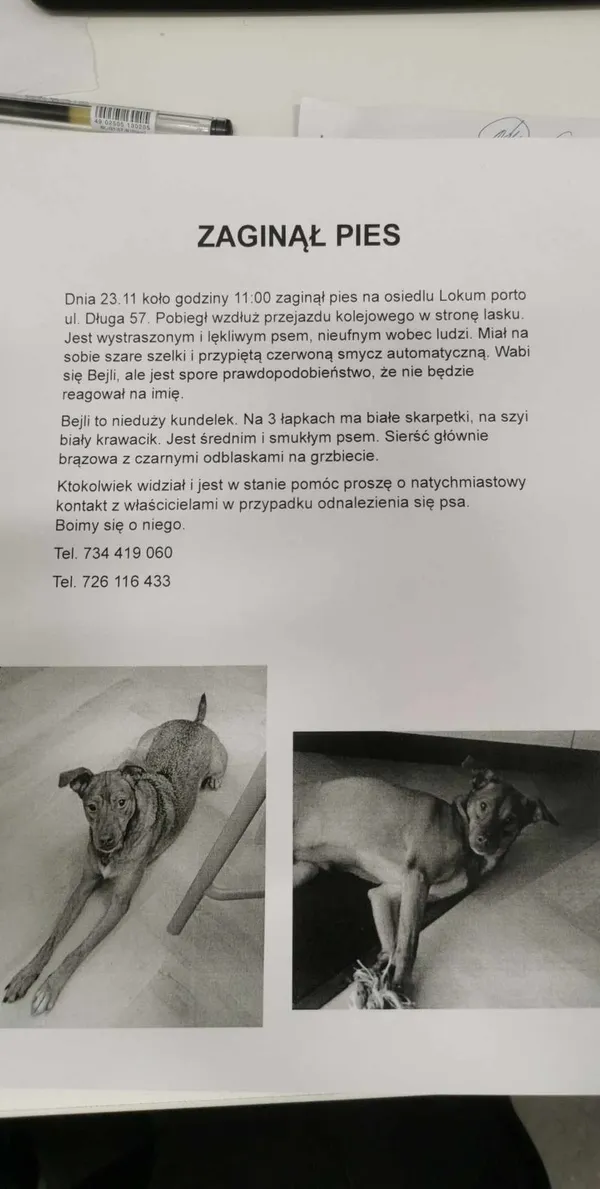 Zaginął pies, Wrocław, Szczepin, 24 listopada 2023 (1/4)