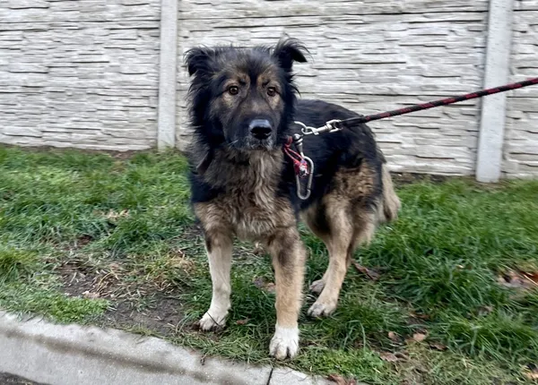 Znaleziono psa, Puławy, 24 listopada 2023