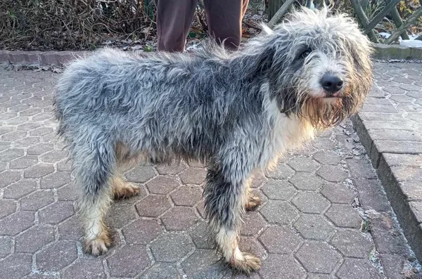 Znaleziono psa, Toruń, 29 listopada 2023