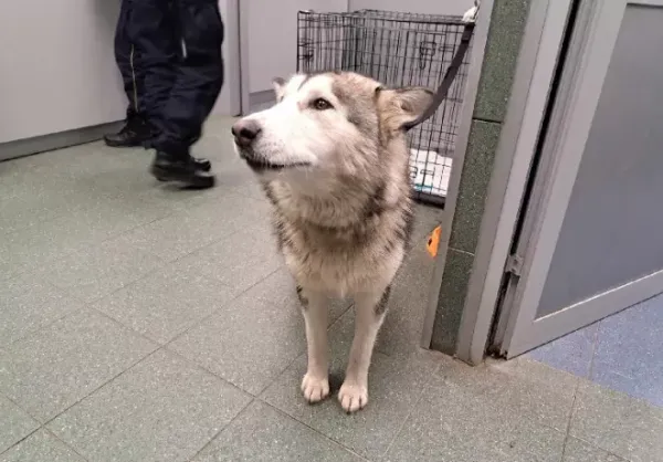 Znaleziono psa, Warszawa, 1 grudnia 2023
