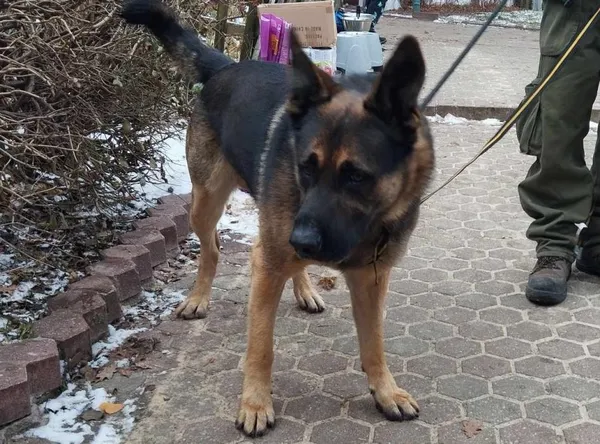 Znaleziono psa, Toruń, 2 grudnia 2023
