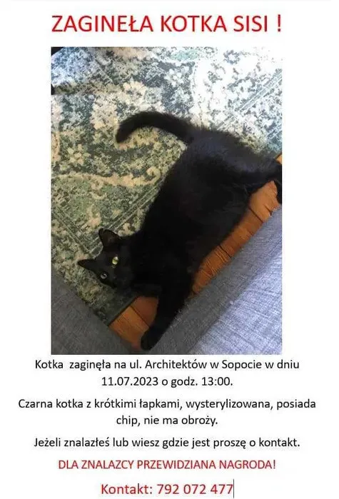 Zaginął kot, Sopot, 4 grudnia 2023 (5/5)