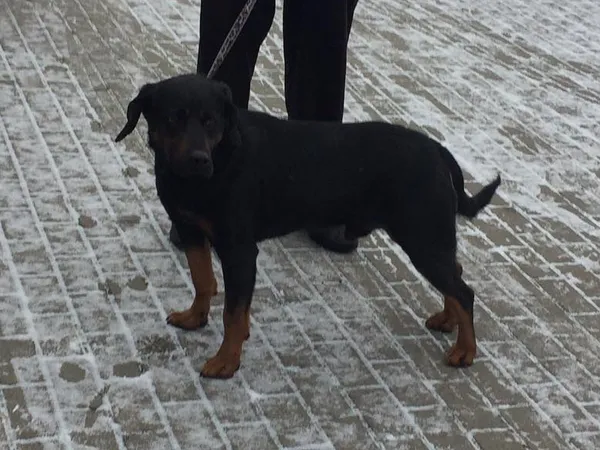 Znaleziono psa, Tatary, 1 grudnia 2023 (1/2)