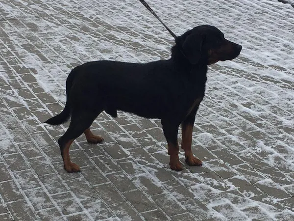 Znaleziono psa, Tatary, 1 grudnia 2023 (2/2)