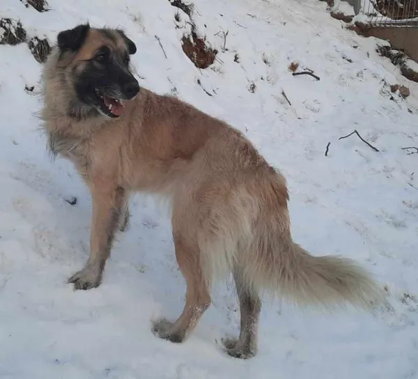 Znaleziono psa, Pieckowo, 4 grudnia 2023 (1/2)