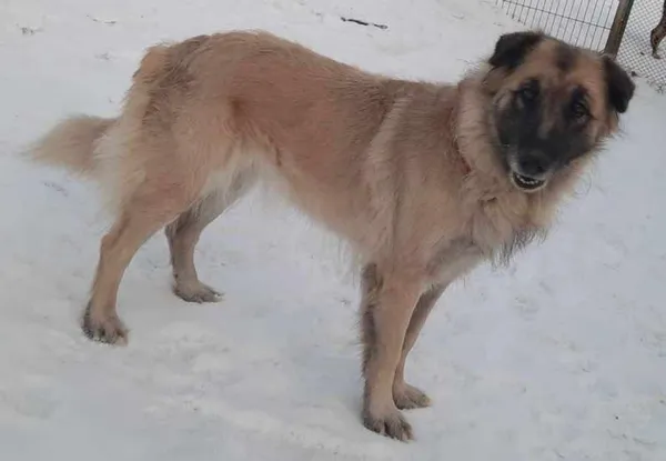 Znaleziono psa, Pieckowo, 4 grudnia 2023 (2/2)