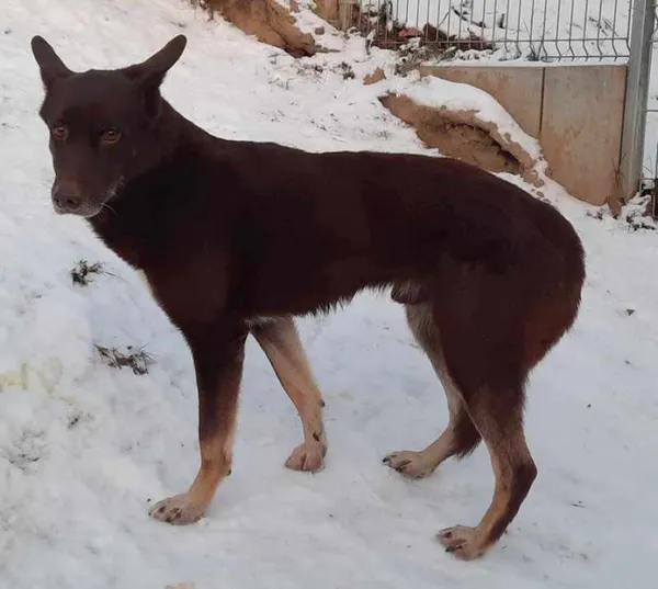 Znaleziono psa, Pieckowo, 4 grudnia 2023 (1/2)