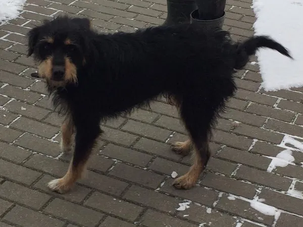 Znaleziono psa, Tatary, 4 grudnia 2023 (2/2)