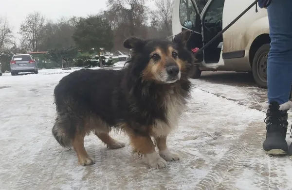 Znaleziono psa, Toruń, 10 grudnia 2023