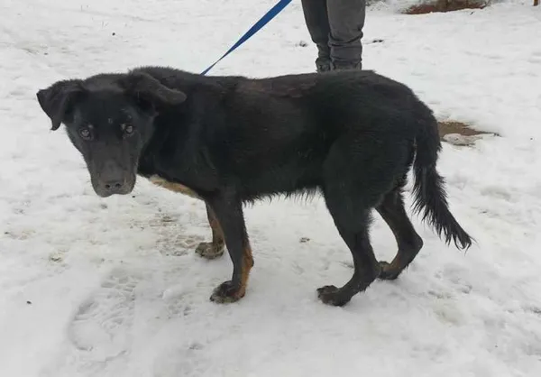 Znaleziono psa, Pieckowo, 12 grudnia 2023 (2/2)