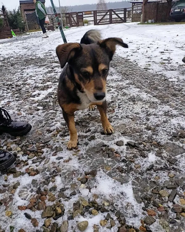 Pies do adopcji, Młodolino, 10 grudnia 2023