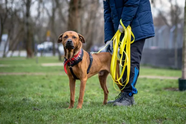 Pies do adopcji, Warszawa, 25 listopada 2023 (4/5)