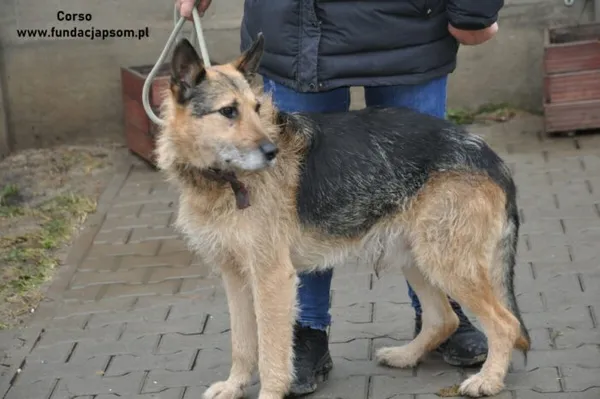 Pies do adopcji, Nowy Dwór Mazowiecki, 13 grudnia 2023 (2/5)