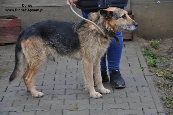 Pies do adopcji, Nowy Dwór Mazowiecki, 13 grudnia 2023 (5/5)