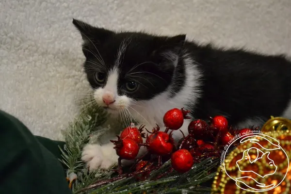Kot do adopcji, Chełmek, 24 listopada 2023