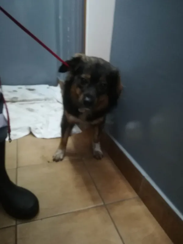 Znaleziono psa, Sosnowiec, 14 grudnia 2023