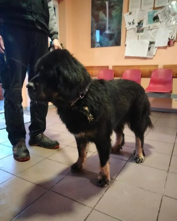 Znaleziono psa, Młodolino, 13 grudnia 2023