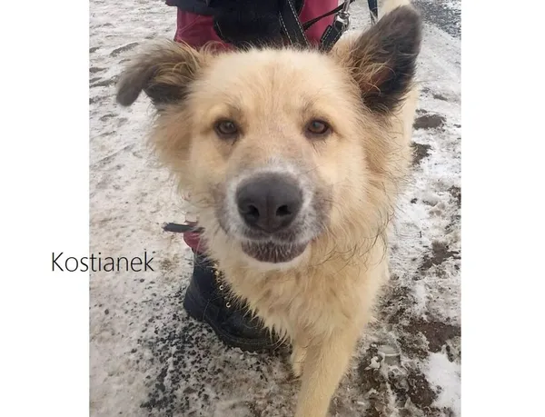 Pies do adopcji, Przyborówko, 17 grudnia 2023 (3/3)