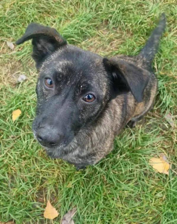 Znaleziono psa, Lublin, 15 grudnia 2023