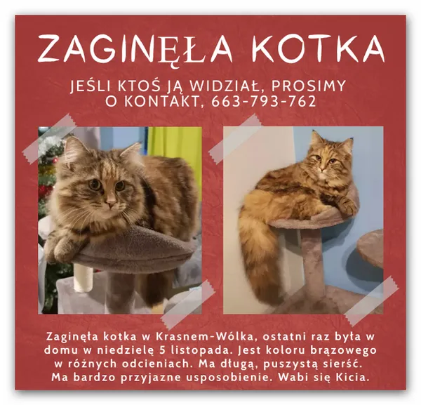 Zaginął kot, Rzeszów, Załęże, 18 grudnia 2023 (2/2)