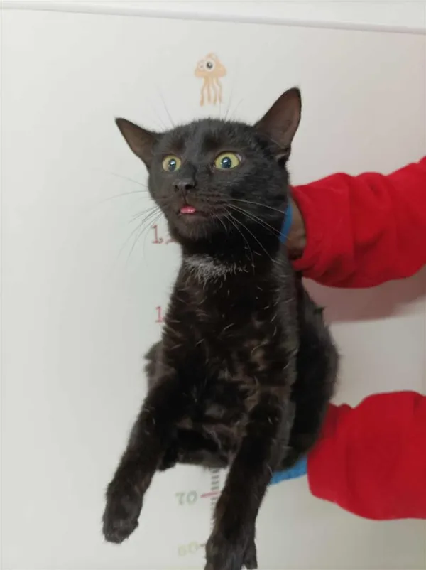 Kot do adopcji, Bytom, 18 grudnia 2023