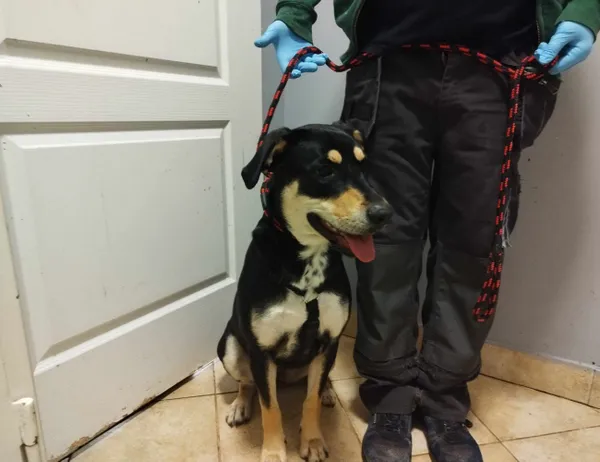 Znaleziono psa, Świdnica, 18 grudnia 2023