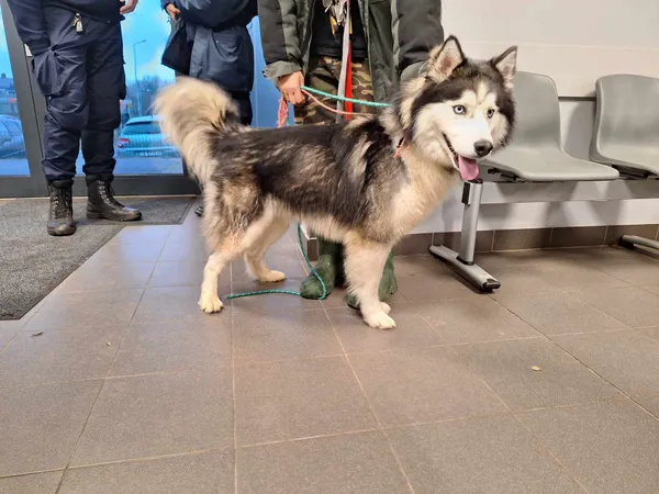 Znaleziono psa, Bydgoszcz, 18 grudnia 2023