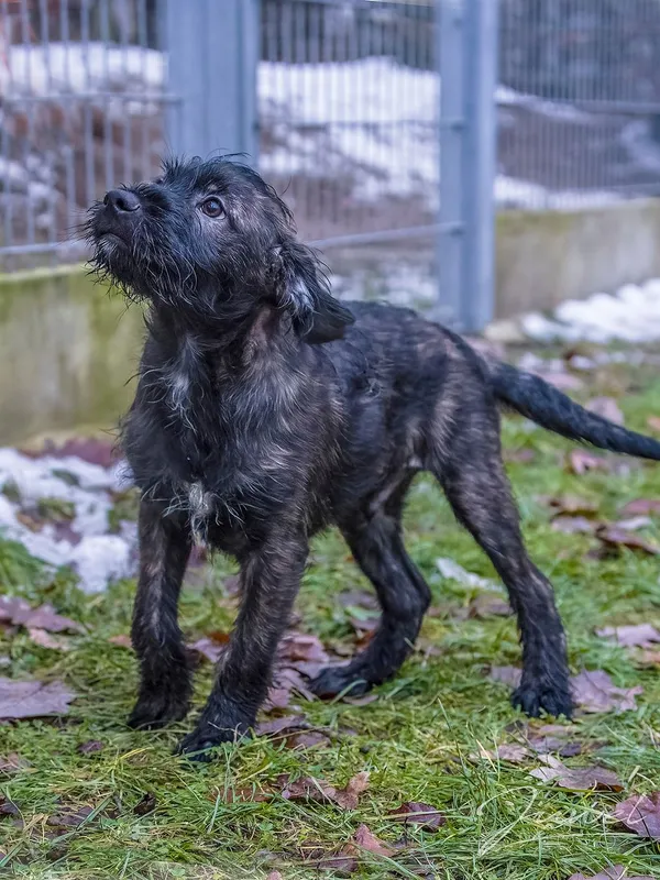 Pies do adopcji, Sopot, 20 grudnia 2023 (2/5)