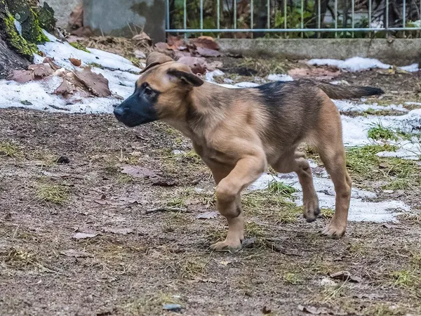 Pies do adopcji, Sopot, 20 grudnia 2023 (1/5)