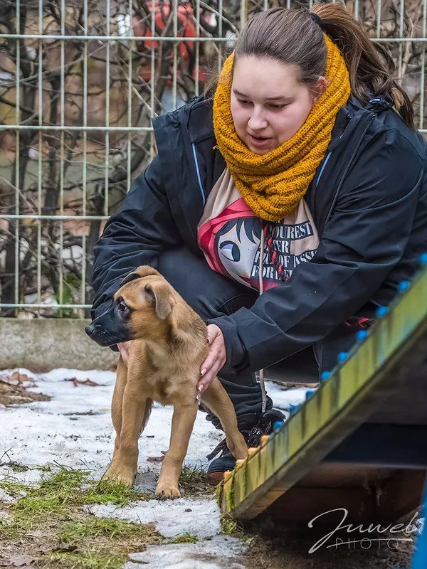 Pies do adopcji, Sopot, 20 grudnia 2023 (3/5)