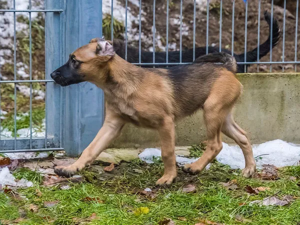 Pies do adopcji, Sopot, 20 grudnia 2023 (4/5)