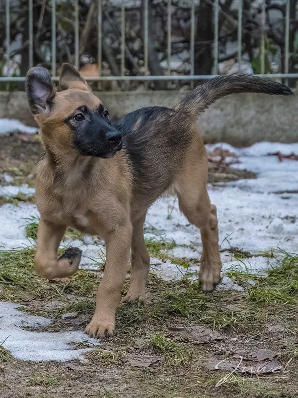 Pies do adopcji, Sopot, 20 grudnia 2023 (5/5)