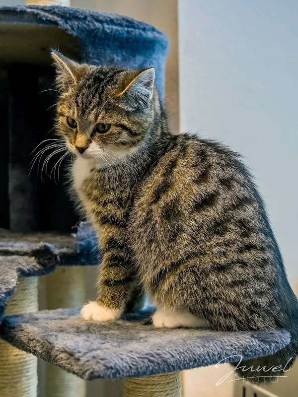 Kot do adopcji, Sopot, 20 grudnia 2023 (2/5)