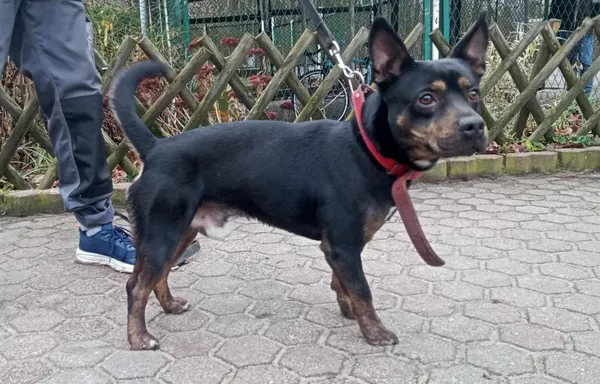 Znaleziono psa, Toruń, 19 grudnia 2023
