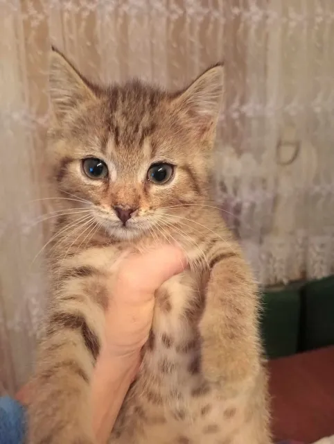 Kot do adopcji, Piła, 30 września 2023