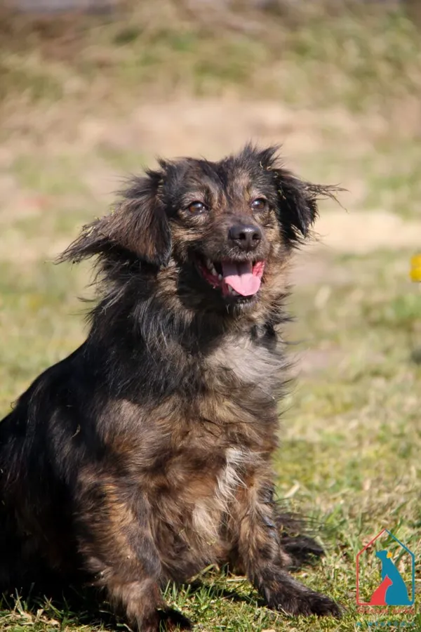 Pies do adopcji, Grudziądz, 13 października 2023 (1/5)