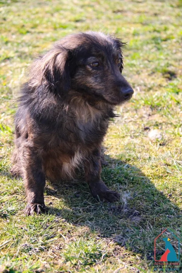 Pies do adopcji, Grudziądz, 13 października 2023 (2/5)