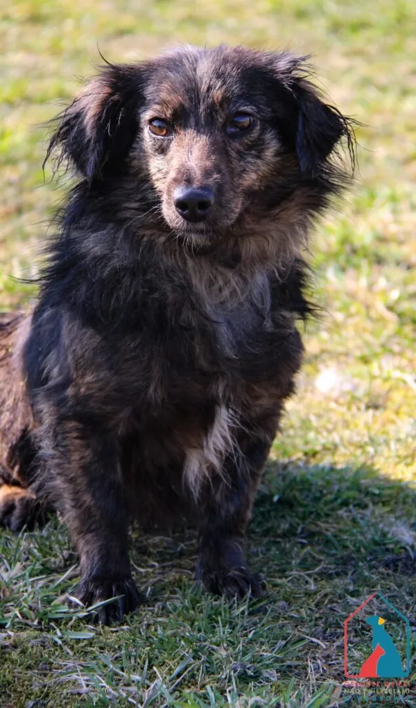 Pies do adopcji, Grudziądz, 13 października 2023 (5/5)