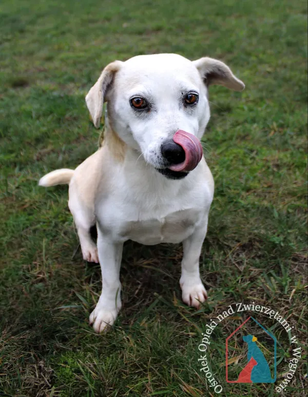 Pies do adopcji, Grudziądz, 6 września 2023 (2/5)