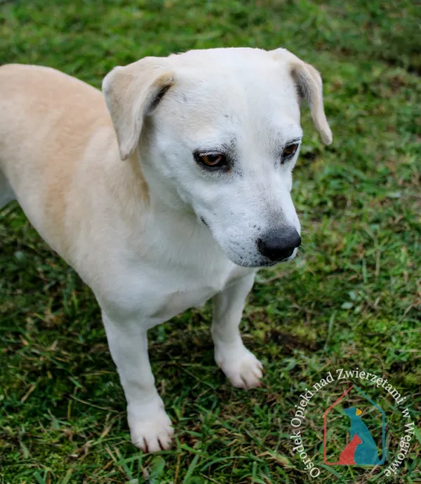 Pies do adopcji, Grudziądz, 6 września 2023 (3/5)