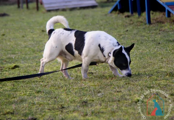 Pies do adopcji, Węgrowo, 3 listopada 2023 (5/5)